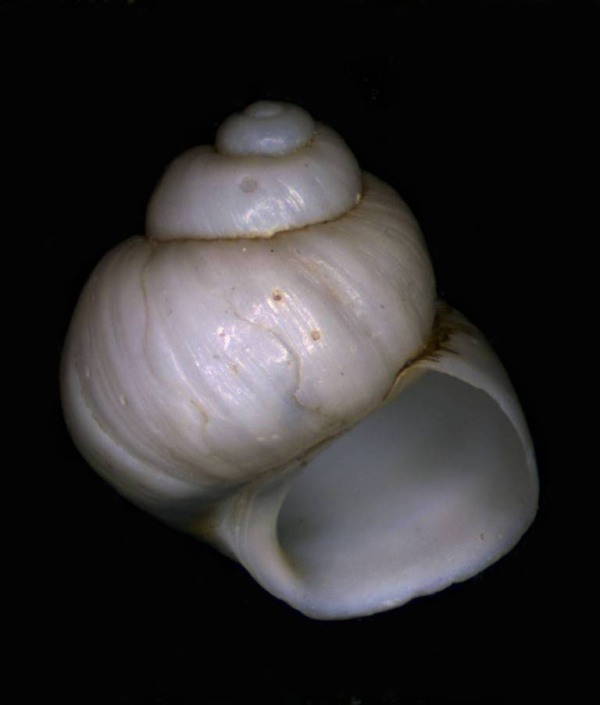 Forse Hydrobiidae